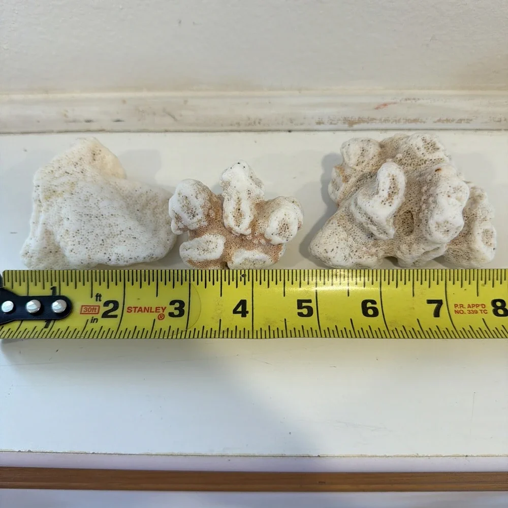 Fossilized‎ Coral Three Pieces